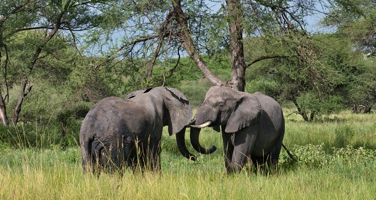 Adventures Time Tanzania