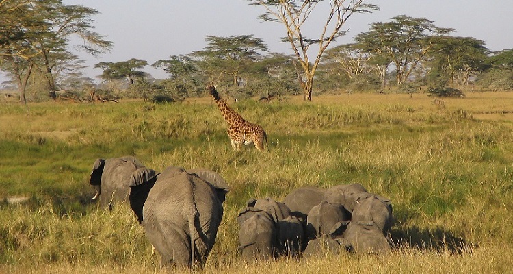 Adventure Time Tanzania